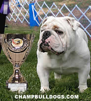 English Bulldogs